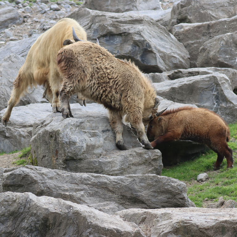 Takins head-butting