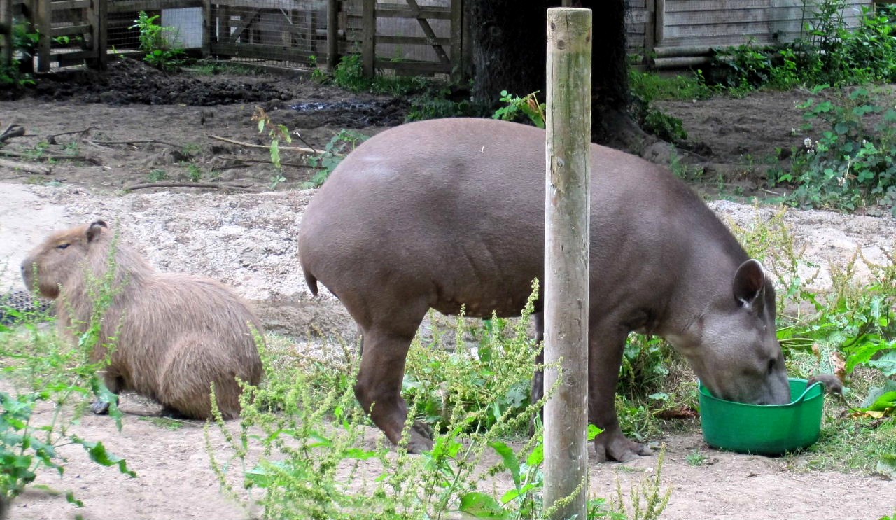 Tapir and Capybara