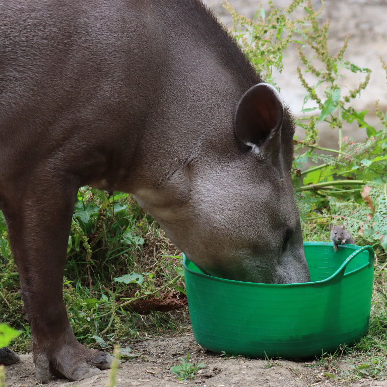 Brazilian Tapir eating, with rat