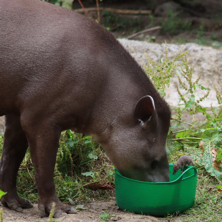 Brazilian Tapir eating, with rat