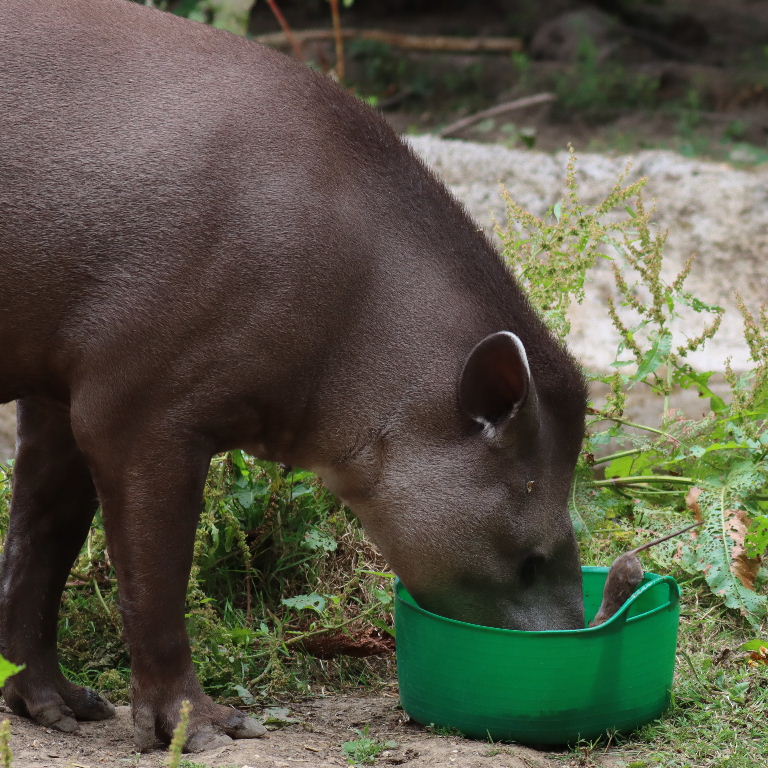 Brazilian Tapir eating, with rat