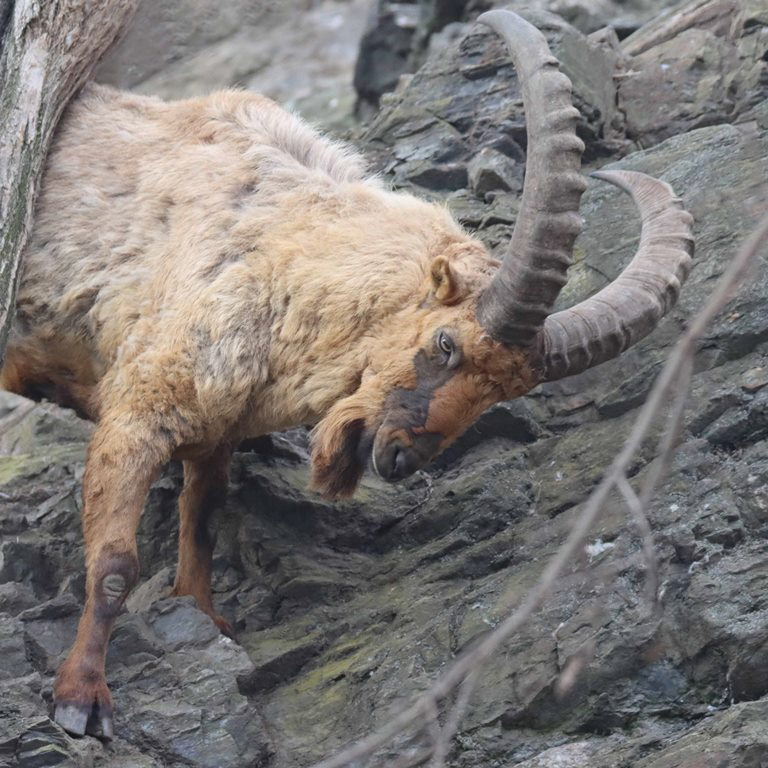 West Caucasian Tur male