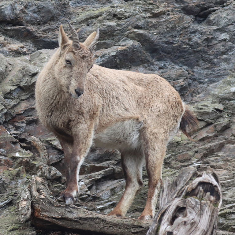 West Caucasian Tur female
