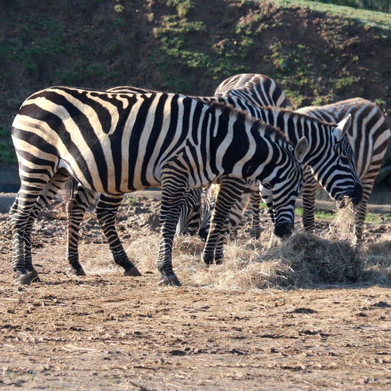 Maneless Zebra with shadow stripes