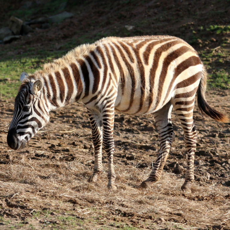 Maneless Zebra foal