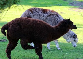 Alpaca