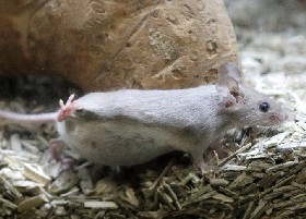 Pet mouse