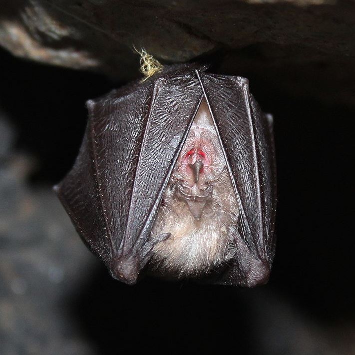 Greater Horseshoe Bat