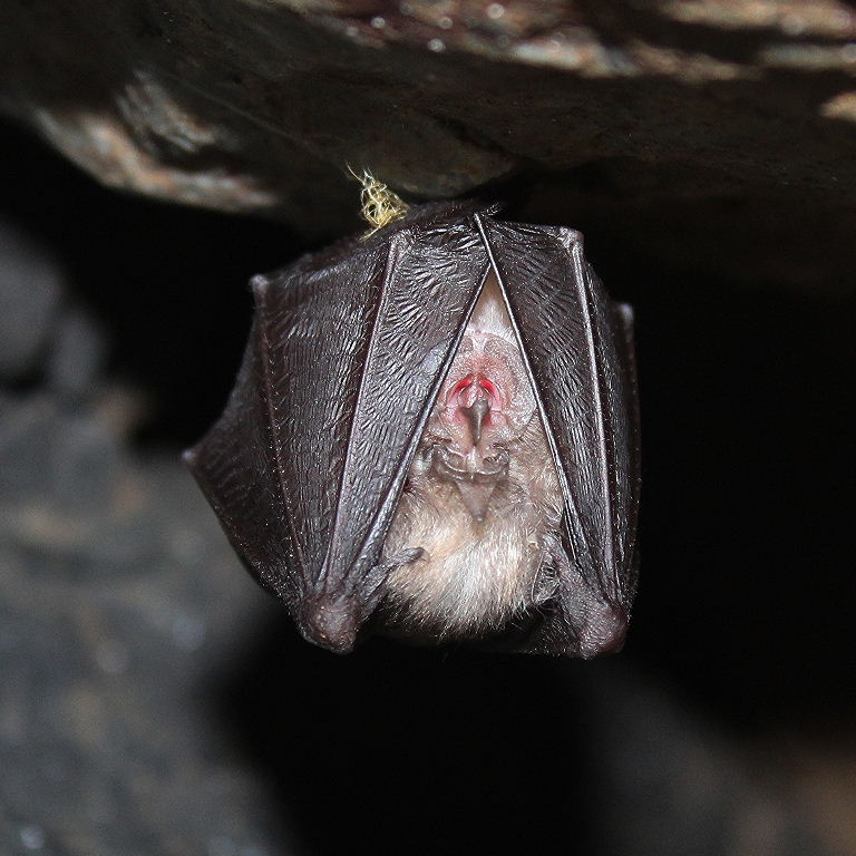 Greater Horseshoe Bat
