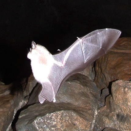 Greater Horseshoe Bat