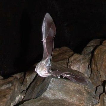 Greater Horseshoe Bat