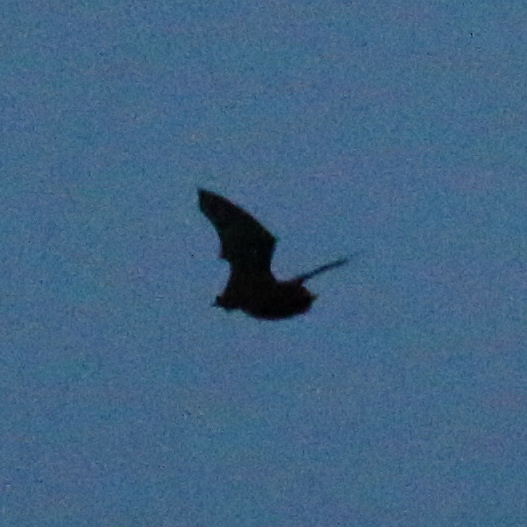 Common Pipistrelle Bat