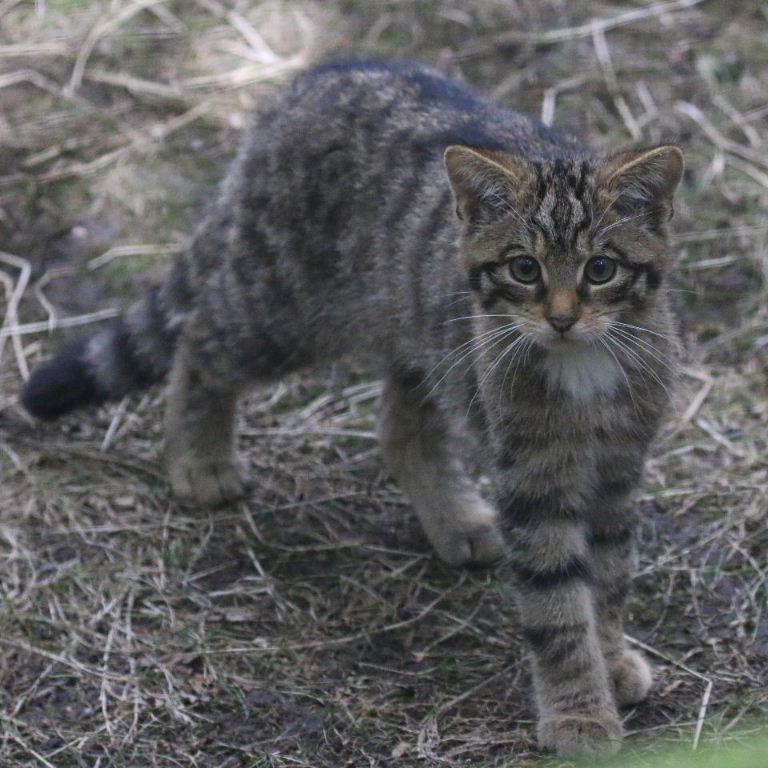 Scottish Wildcat Kitten