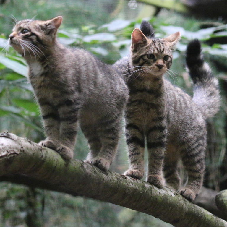 Wild Cat Kittens