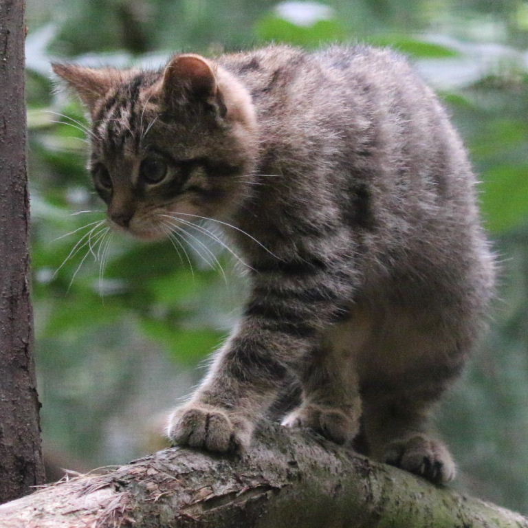 Scottish Wildcat Kitten
