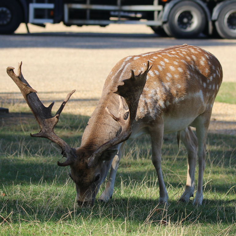 Fallow Deer buck antlers