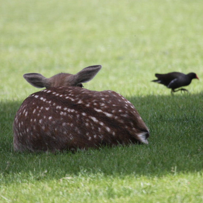 Deer stalking