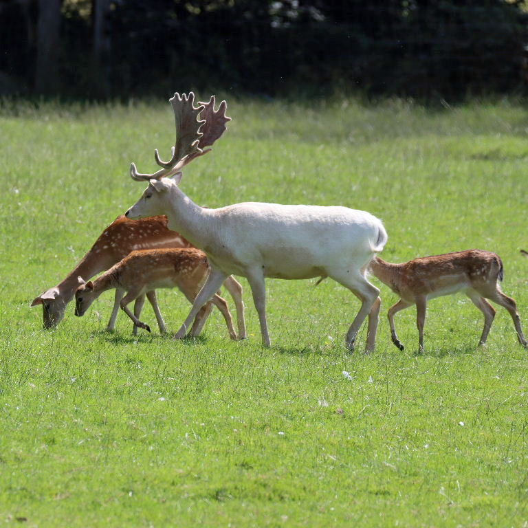 Fallow Deer