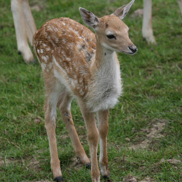 Fallow Deer fawn