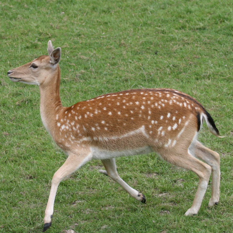 Fallow Deer