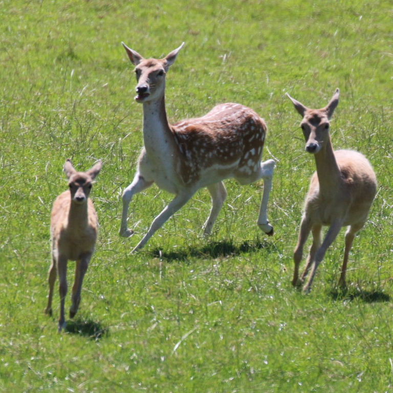 Fallow Deer