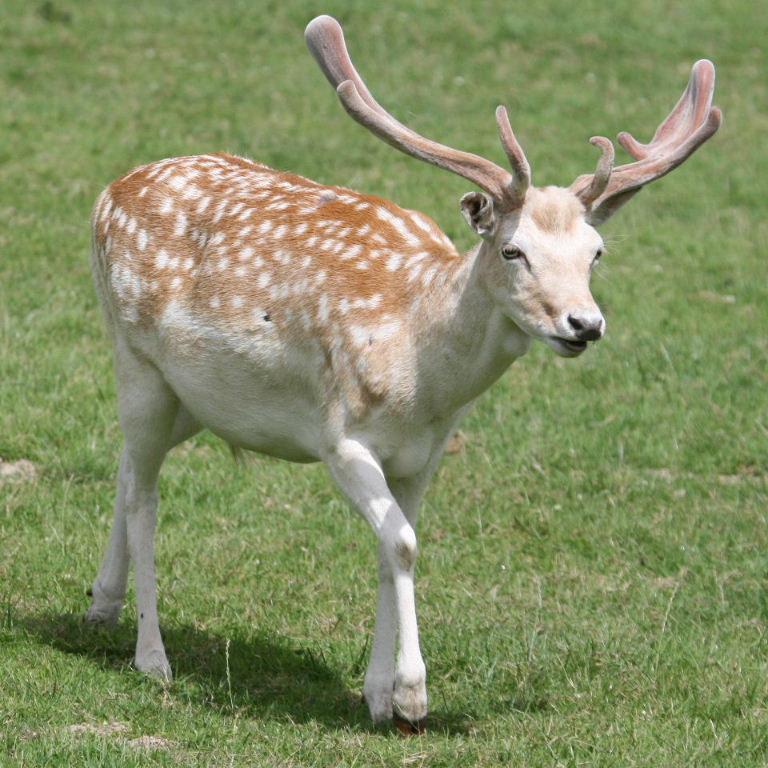 Fallow Deer head