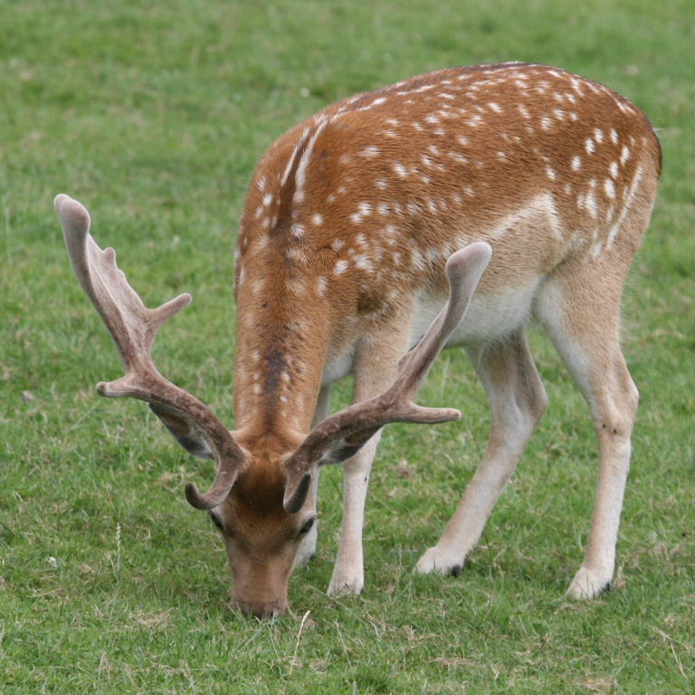 Fallow Deer winter coat