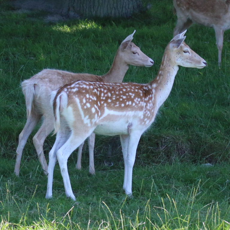 Fallow Deer