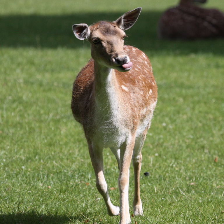 Fallow Deer