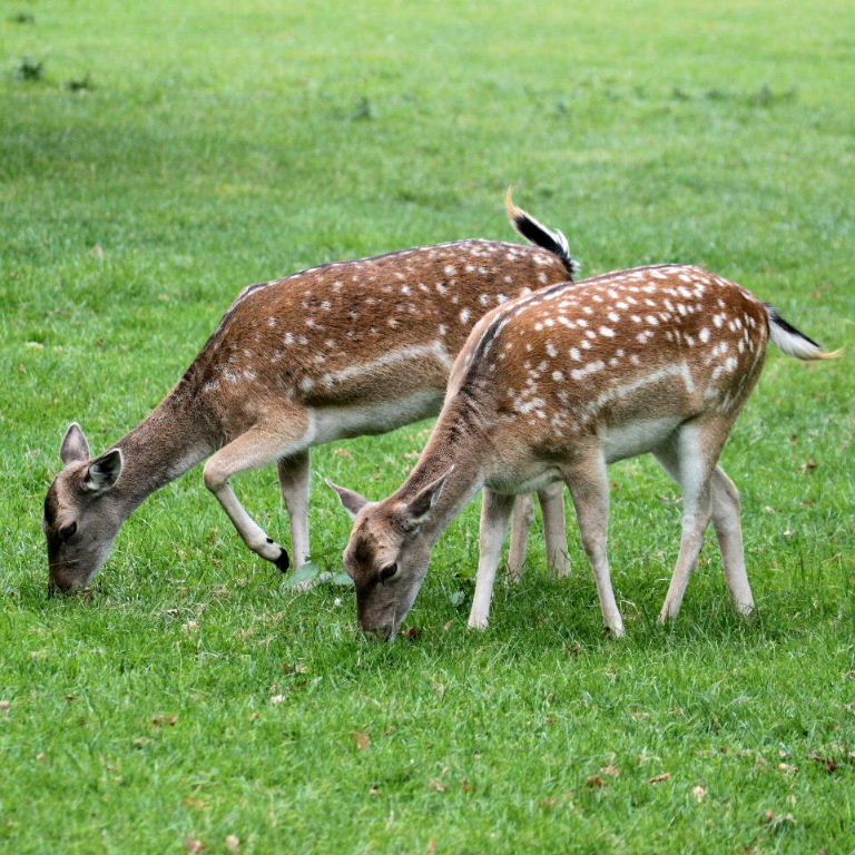 Fallow Deer summer coat