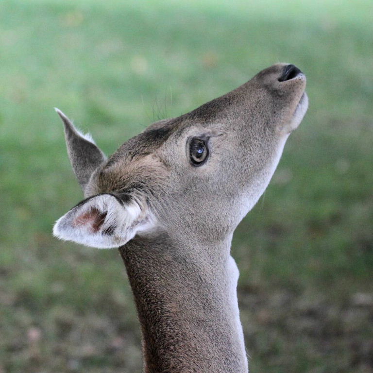 Fallow Deer winter head