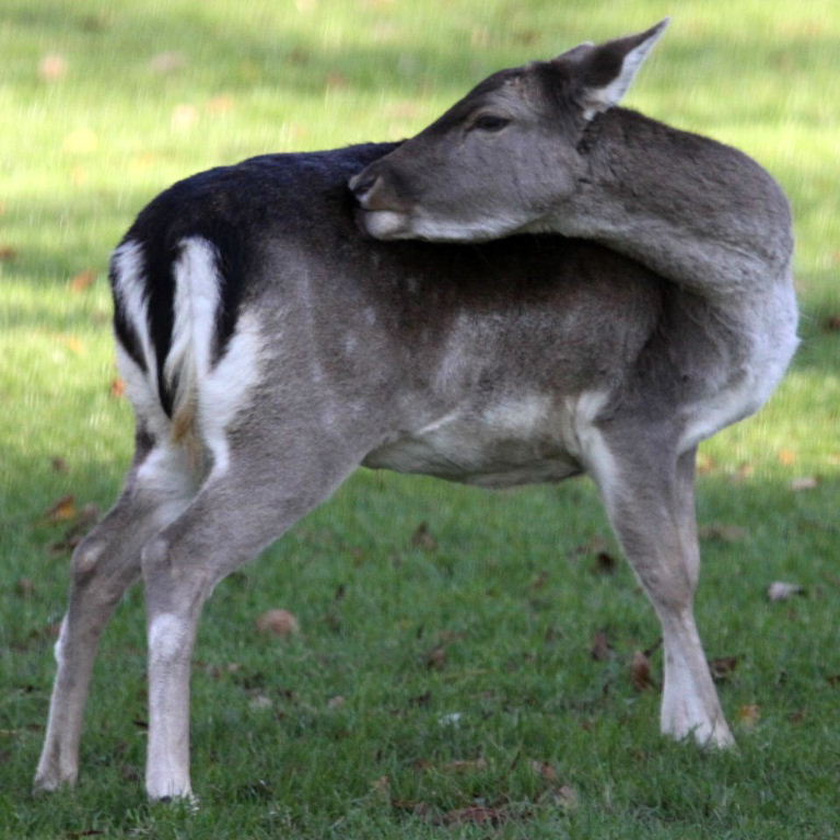 Fallow Deer winter coat
