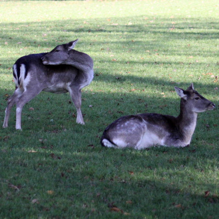 Fallow Deer winter coat