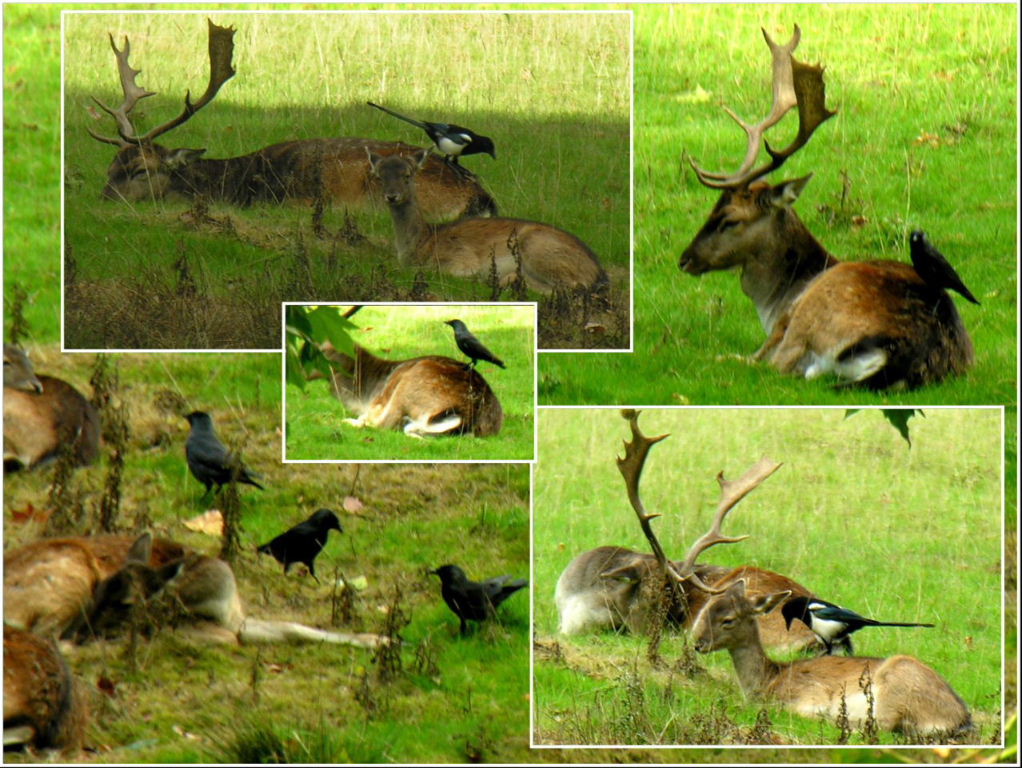 Crows and Magpies grooming Fallow Deer