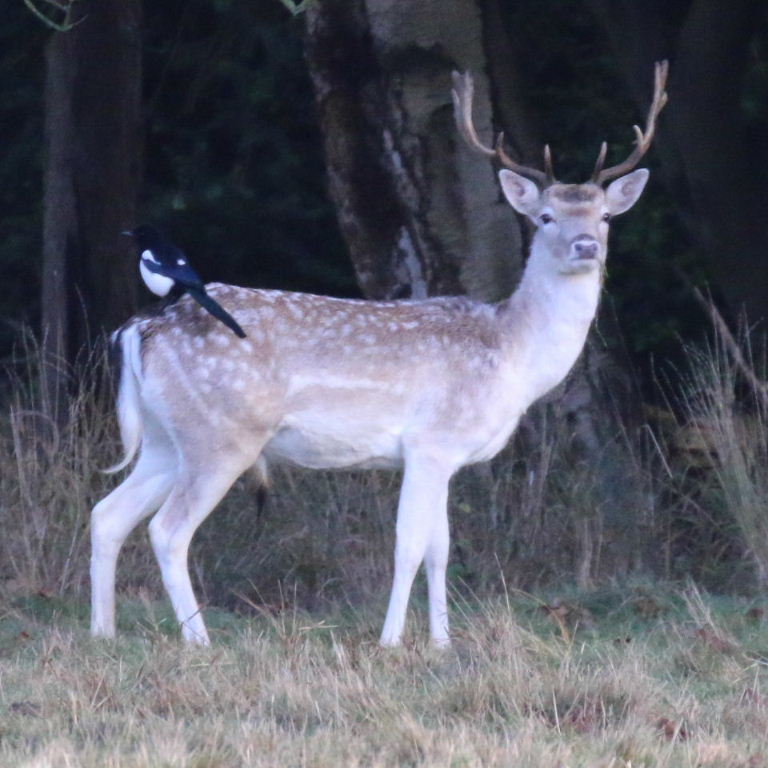 Oxpecker