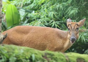 Red/Indian muntjac