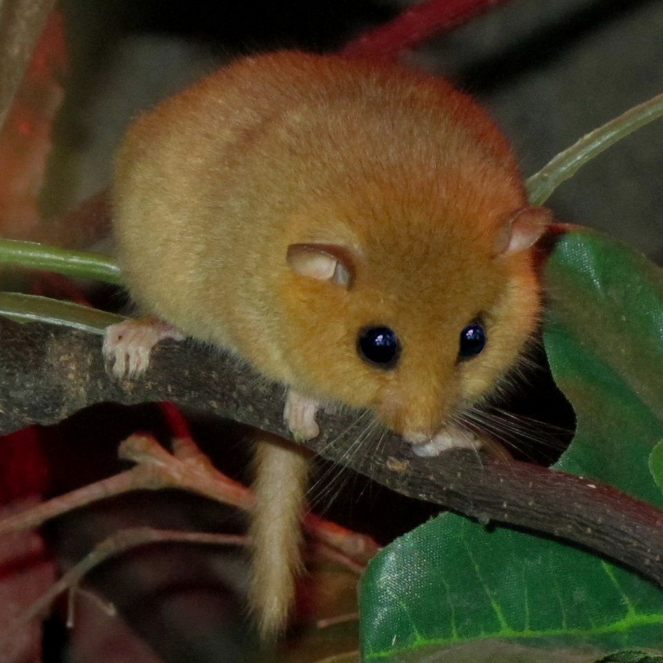 Dormouse