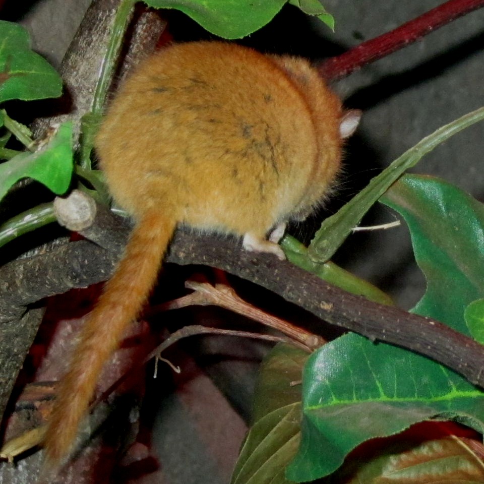 Dormouse tail