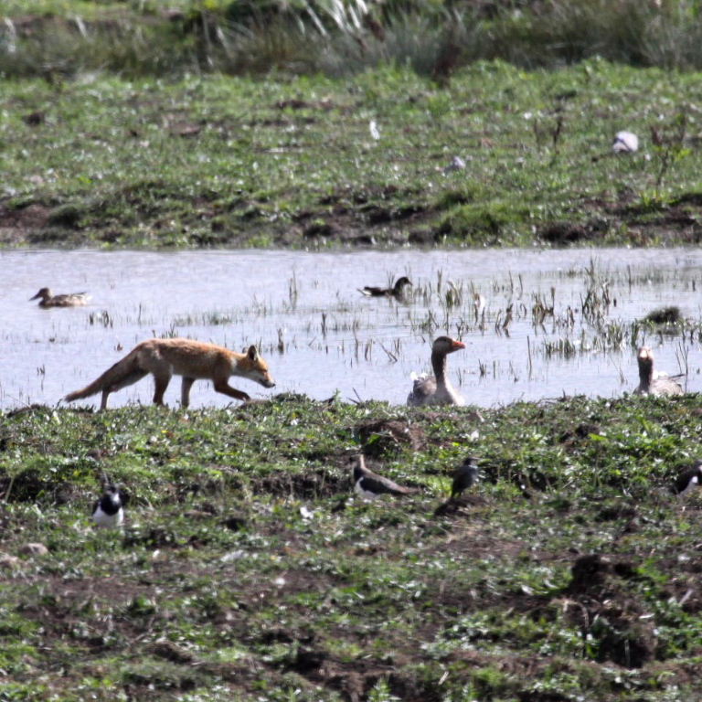 Fox and geese