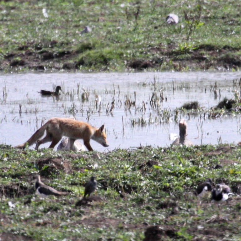 Fox and geese