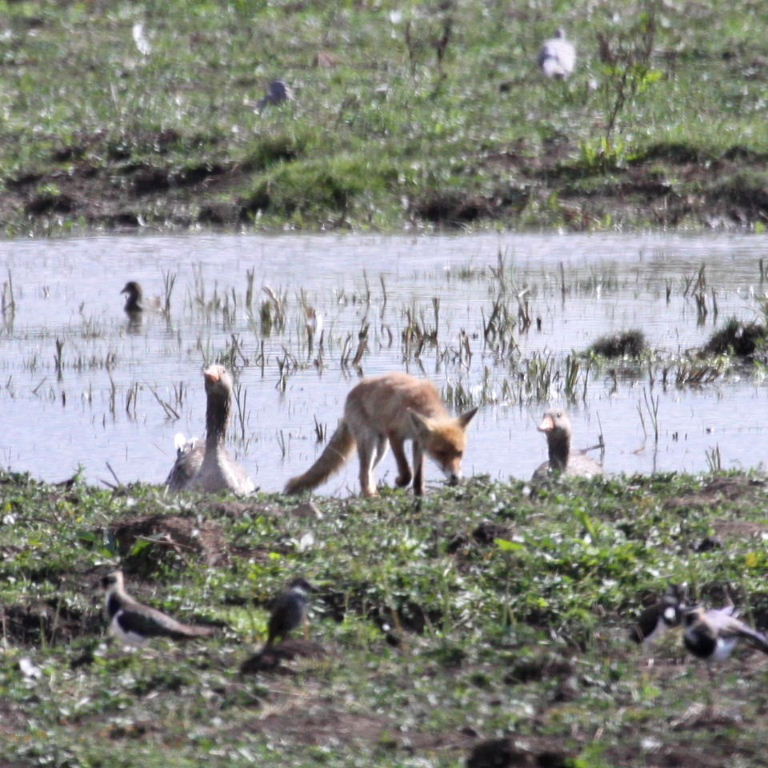 Fox and geese
