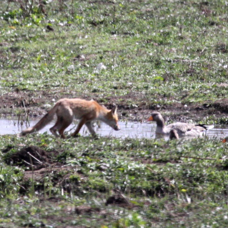 Fox and geese