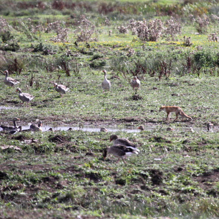 Fox and geese
