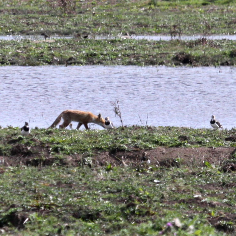 Fox and lapwings