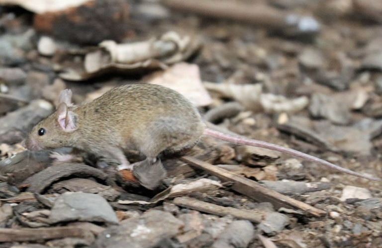 House Mouse