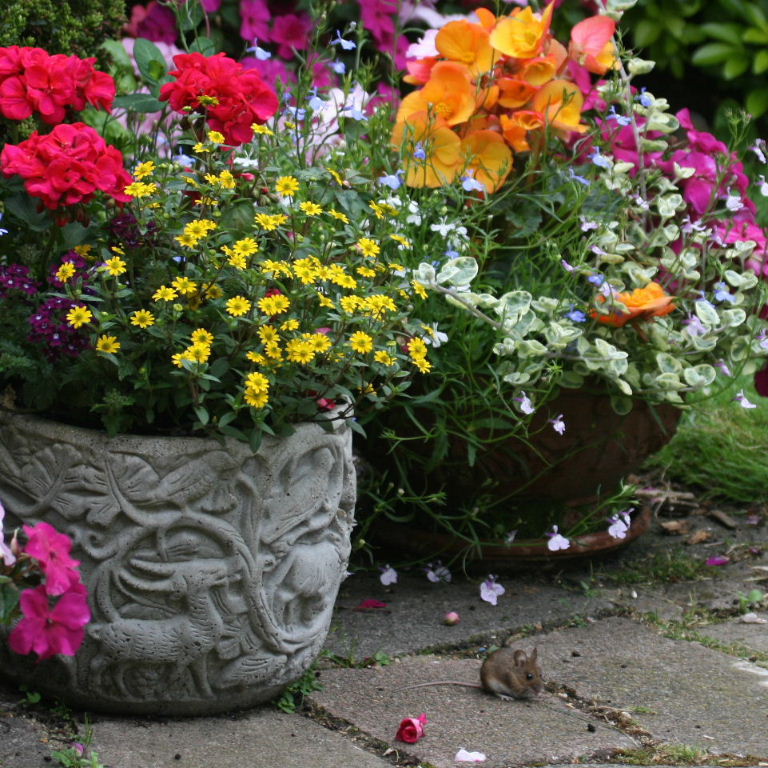 Wood Mouse with flowers