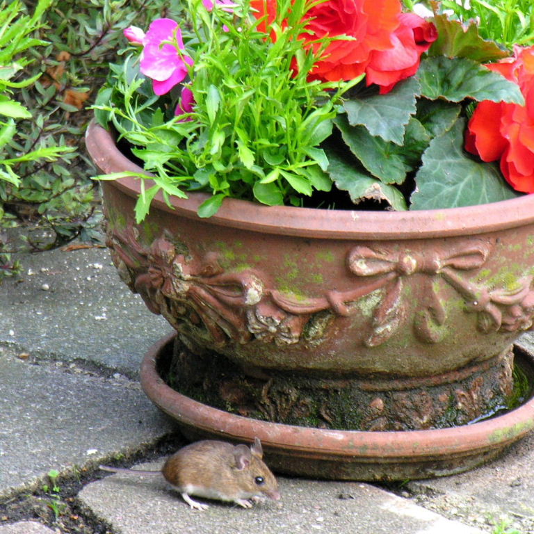 Wood Mouse with flowers