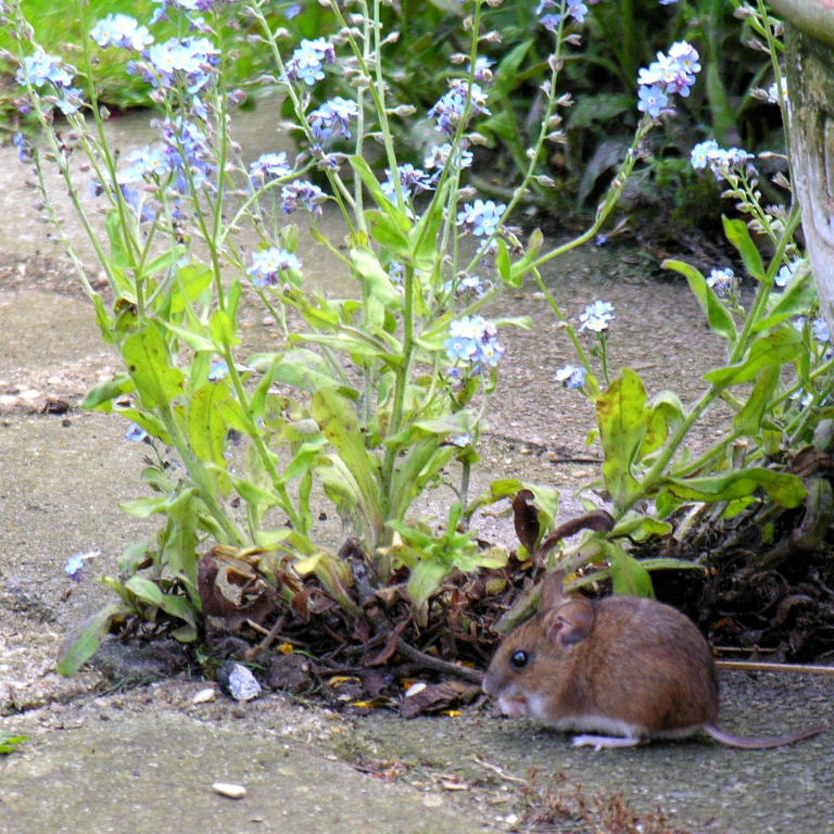 Wood Mouse with flowers
