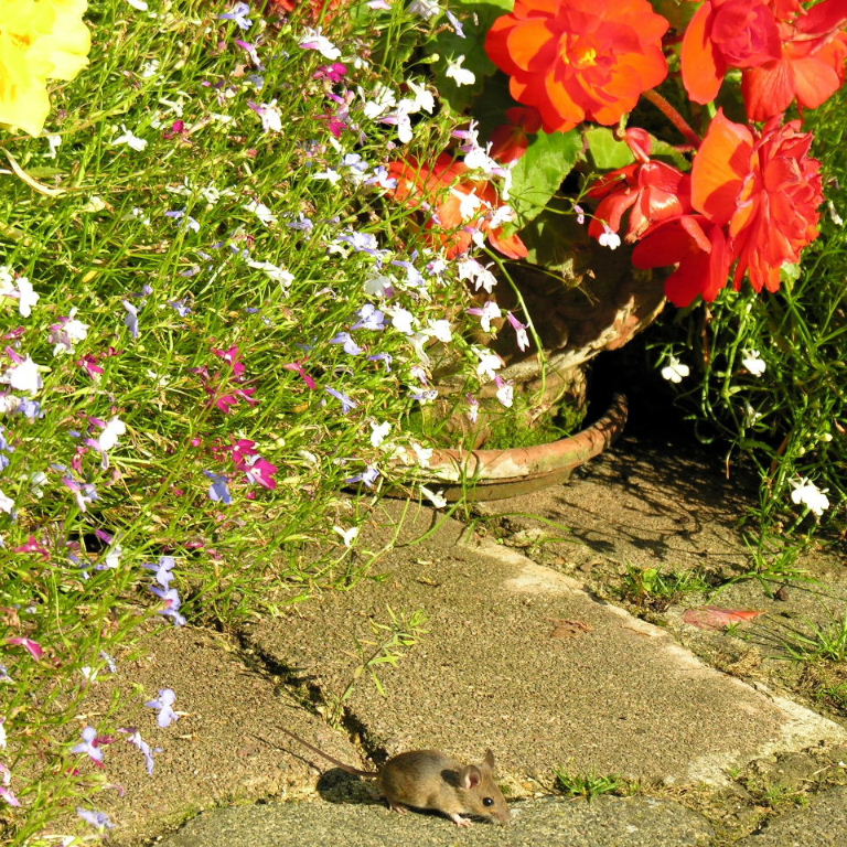 Wood Mouse with flowers