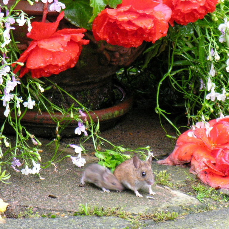 Wood Mouse with flowers